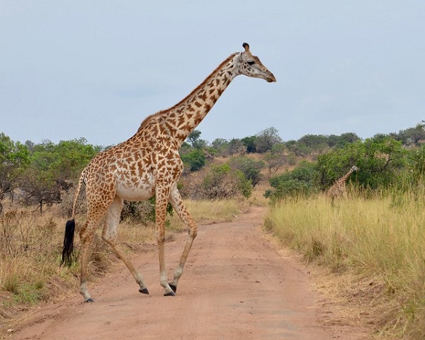 img/girafe.jpg