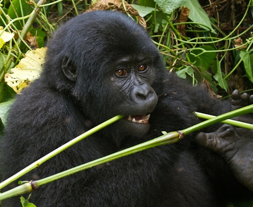 img/gorilla-feeding.jpg